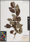 Foto von Salix caprea L.